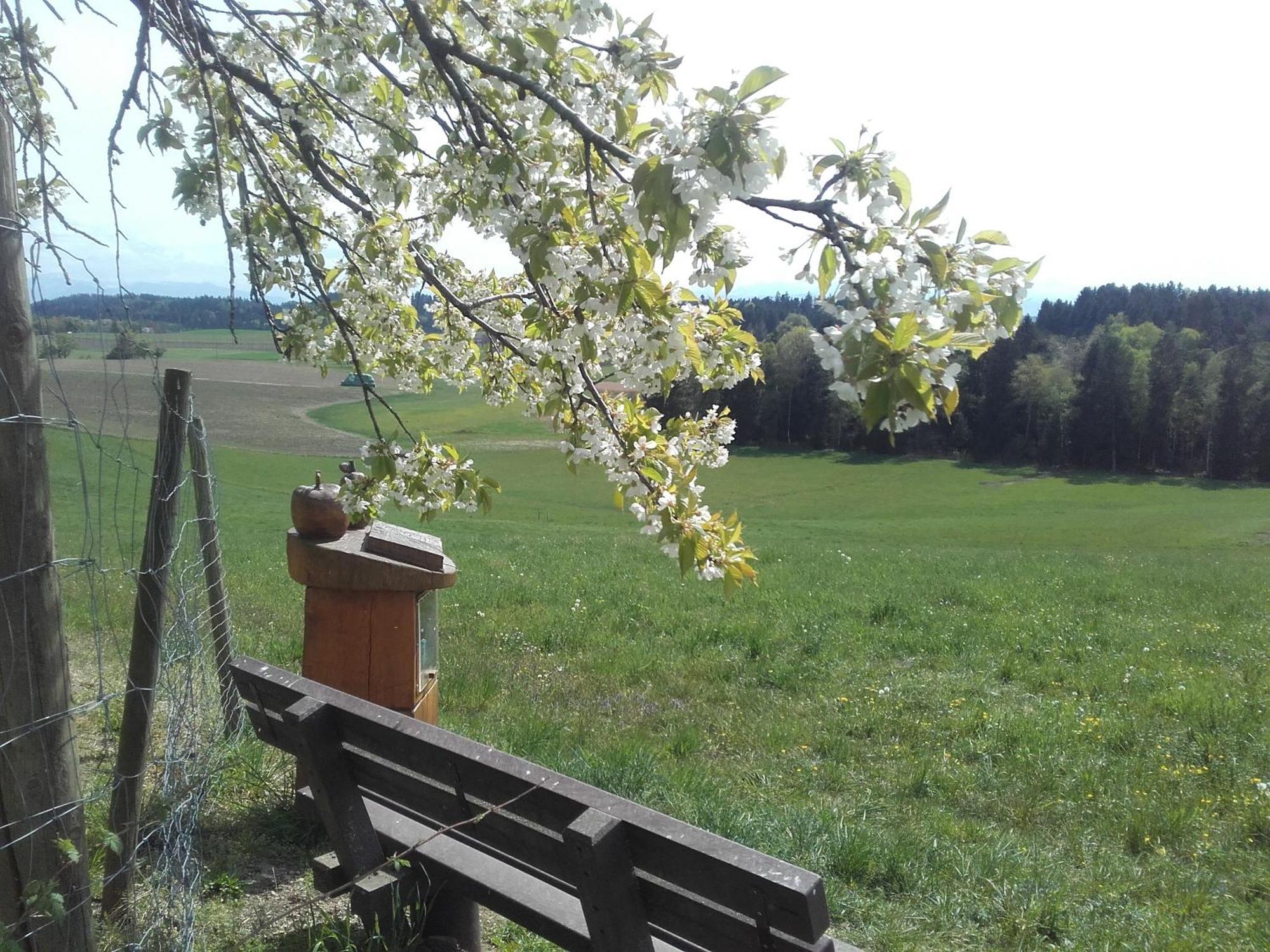 Ferienhof Metzler Bodnegg Kültér fotó